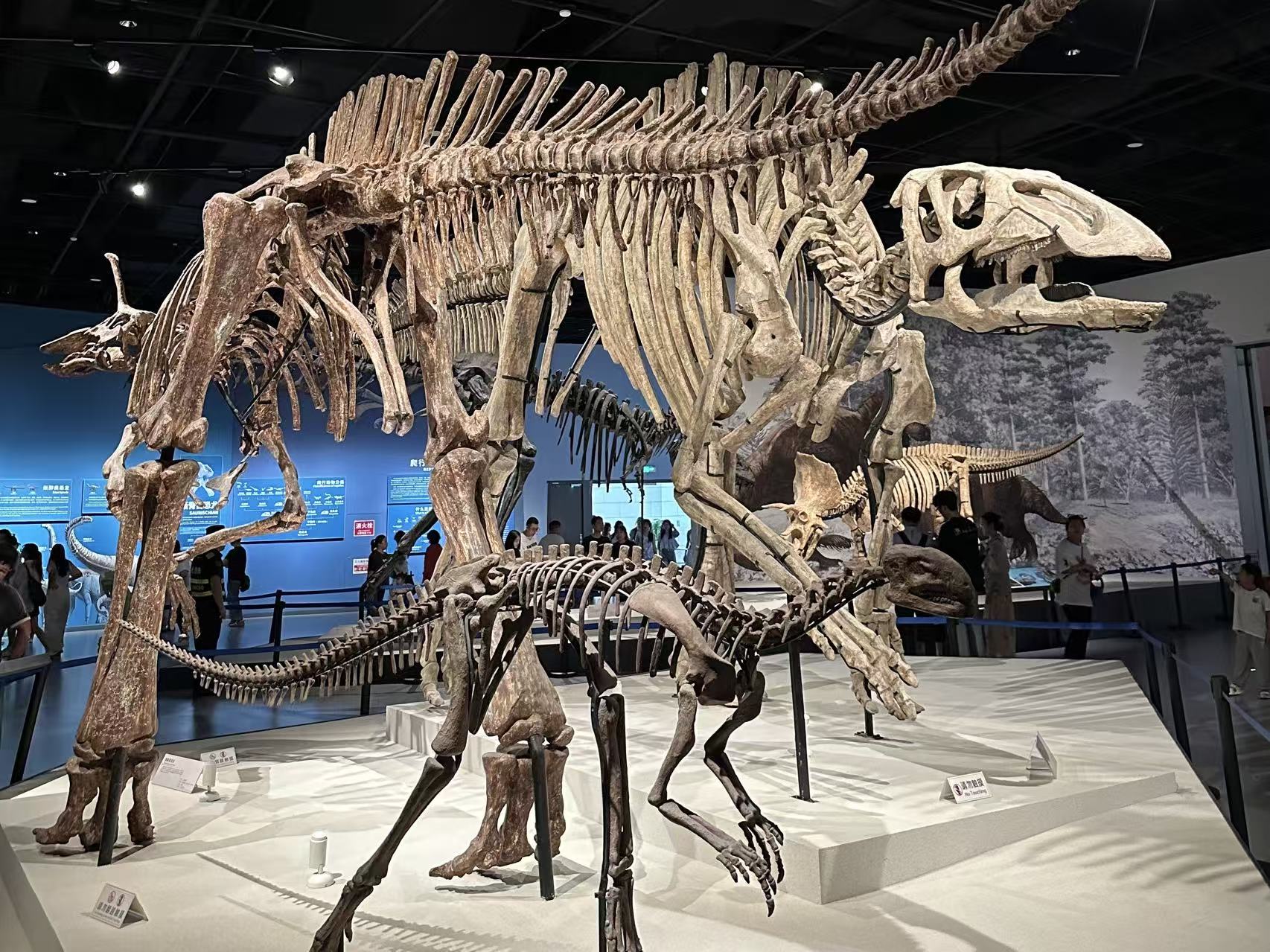 Dinosaur Fossil Hall