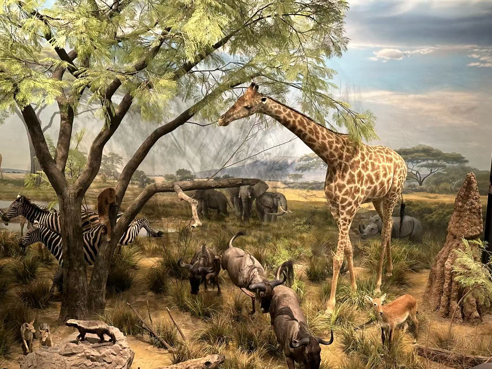 Ecological Diorama